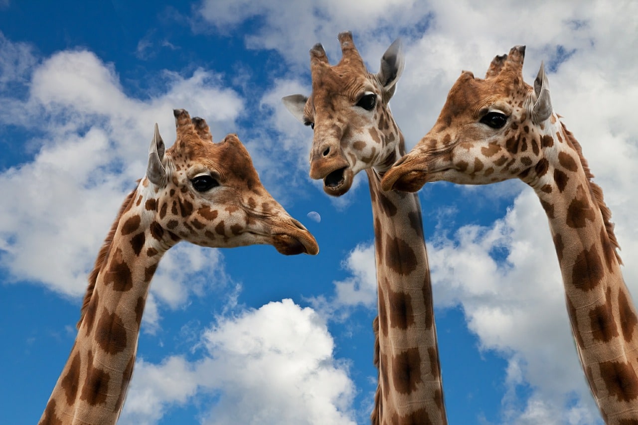 https://gate.horasis.org/wp-content/uploads/giraffes-627031_1280.jpg